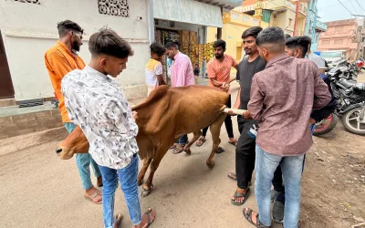 Gaumata Rescued from Dehydration and Weakness