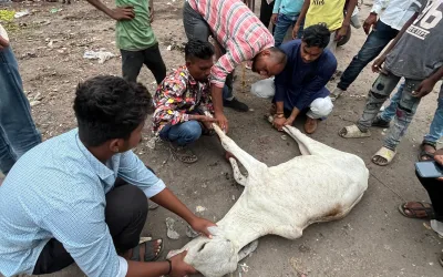 Gaumata with Wounds in Her Leg, Rescued