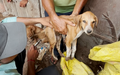 Motherless Puppies Suffering From Fever Rescued
