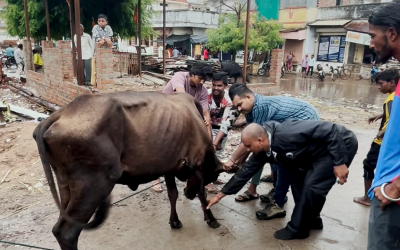 Gaumata Had A Spike Stuck In Her Hoof. This Is How We Removed It