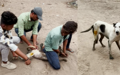Wounded Stray Dog Treated