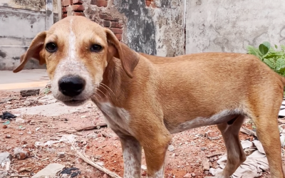 Homeless Puppy Rescued and Treated