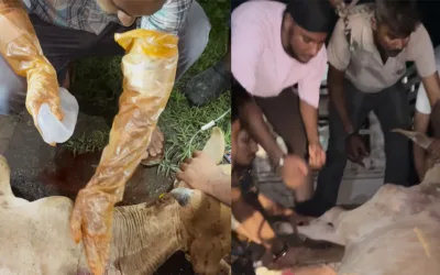Rescued Gaumata After Severe Accident