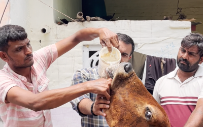 Gaumata Rescued from Severe Leg Injury