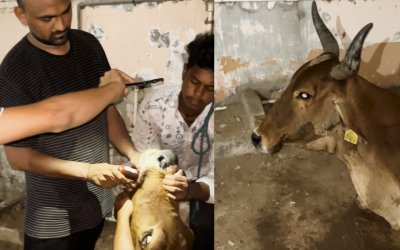 Gaumata was Choking on Something. We Rescued Her