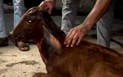 Calf Collapsed On Street Due To Vitamin Deficiency. We Helped