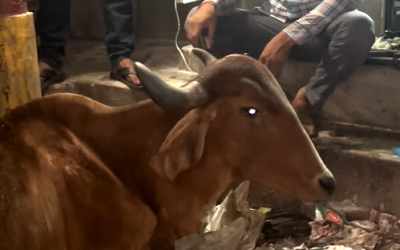 We Rescued A Cow Who had Become Too Weak To Even Stand