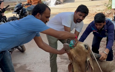 We Rescued And Treated Gaumata From Critical Sickness