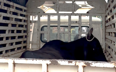 Gaumata’s Leg Was Broken. We Treated Her