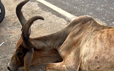 Both Legs Of Gaumata Were Broken In Accident; This is How We Rescued Her