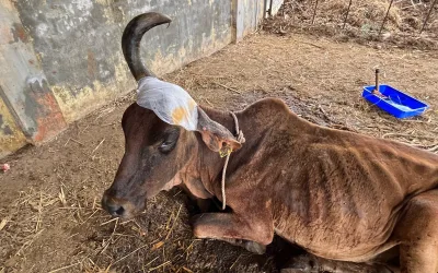 We Helped Surgical Removal of Cancerous Horn From A Cow